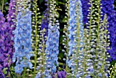 DELPHINIUMS AT HANHAM COURT