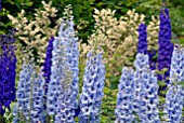 DELPHINIUMS AT HANHAM COURT