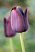 TULIPA QUEEN OF NIGHT