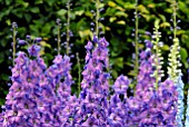 DELPHINIUMS AT HANHAM COURT