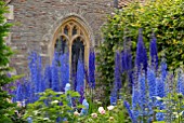 DELPHINIUMS AT HANHAM COURT