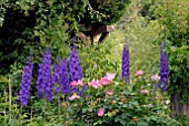 DELPHINIUMS AT HANHAM COURT