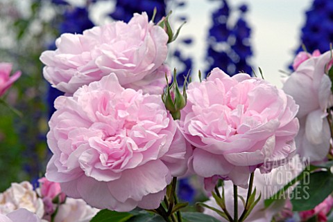 PINK_ROSES_AND_BLUE_DELPHINIUMS