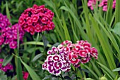 DIANTHUS BARBATUS