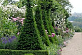 YEW TOPIARY AND ROSES IN BORDER AT HANHAM COURT