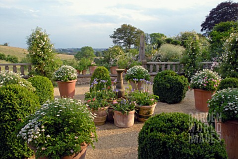 TERRACE_WITH_LARGE_TERRACOTTA_POTS_BOX_TOPIARY_AND_ROSES_AT_HANHAM_COURT