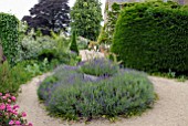 LAVANDULA ANGUSTIFOLIA AND YEW HEDGE AT HANHAM COURT