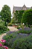 LAVANDULA ANGUSTIFOLIA AND YEW HEDGE AT HANHAM COURT