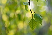 YOUNG LEAVES OF BETULA PENDULA YOUNGII