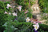 LILIUM REGALE, BUXUS AND COWS HEAD WATER FEATURE AT HANHAM COURT