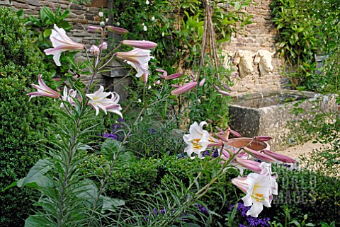 LILIUM_REGALE_BUXUS_AND_COWS_HEAD_WATER_FEATURE_AT_HANHAM_COURT