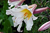 LILIUM REGALE