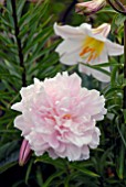 PINK PAEONIA AND LILIUM REGALE