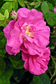 ROSA RUGOSA