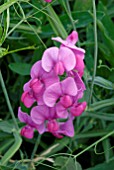 LATHYRUS LATIFOLIUS, EVERLASTING SWEETPEA