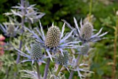 ERYNGIUM X OLIVERIANUM