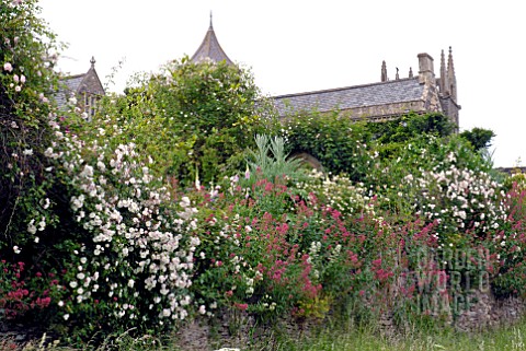 RAMBLING_ROSES_AND_RED_VALERIAN_DRAPED_OVER_WALL_AT_HANHAM_COURT
