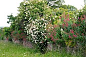 RAMBLING ROSES AND RED VALERIAN DRAPED OVER WALL AT HANHAM COURT