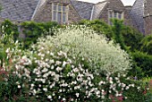 RAMBLING ROSES, CRAMBE CORDIFOLIA AND RED VALERIAN DRAPED OVER WALL AT HANHAM COURT