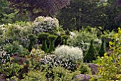 RAMBLING ROSES, CRAMBE CORDIFOLIA AND YEW TOPIARY AT HANHAM COURT