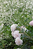 CRAMBE CORDIFOLIA AND PINK PAEONIA