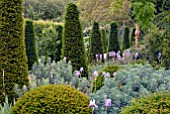 YEW TOPIARY, EUPHORBIA AND IRIS PALLIDA AT HANHAM COURT