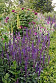 SALVIA NEMEROSA IN BORDER AT HANHAM COURT