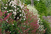 RAMBLING ROSES, CRAMBE CORDIFOLIA AND RED VALERIAN DRAPED OVER WALL AT HANHAM COURT