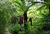 DICKSONIA ANTARCTICA AT HANHAM COURT