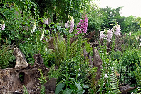 FERNS_AND_FOXGLOVES_IN_THE_STUMPERY_AT_HANHAM_COURT