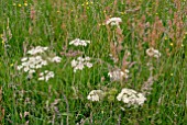 AMMI MAJUS IN WILDFLOWER MEADOW