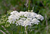 AMMI MAJUS IN WILDFLOWER MEADOW