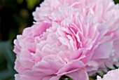 PAEONIA SARAH BERNHARDT