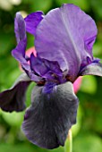 IRIS DEEP BLACK