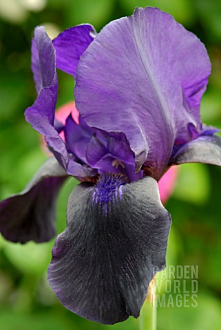 IRIS_DEEP_BLACK