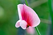 LATHYRUS LATIFOLIUS - EVERLASTING SWEET PEA