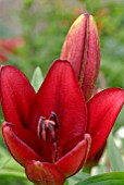 LILIUM ASIATIC HYBRID LANDINI