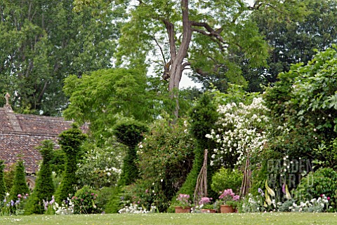 MIXED_HERBACEOUS_BORDER_WITH_YEW_TOPIARY_AND_ROSES_AT_HANHAM_COURT