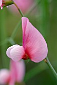 LATHYRUS LATIFOLIUS - EVERLASTING SWEET PEA