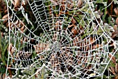 FROSTY SPIDERS WEB