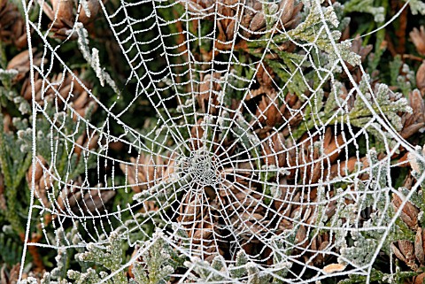 FROSTY_SPIDERS_WEB