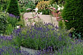 LAVANDULA ANGUSTIFOLIA AND LILIUM REGALE IN CONTAINER AT HANHAM COURT