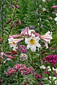 LILIUM REGALE AND DIANTHUS BARBATUS AT HANHAM COURT