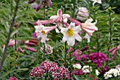 LILIUM REGALE AND DIANTHUS BARBATUS AT HANHAM COURT