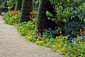 LATE SUMMER BORDER WITH YEW TOPIARY AND NASTURTIUMS AT HANHAM COURT