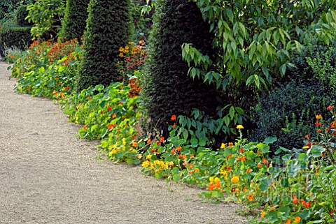 LATE_SUMMER_BORDER_WITH_YEW_TOPIARY_AND_NASTURTIUMS_AT_HANHAM_COURT