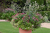 NICOTIANA MUTABILIS, PELARGONIUMS AND OTHER ANNUALS IN LARGE TERRACOTTA POT AT HANHAM COURT