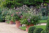 NICOTIANA MUTABILIS, PELARGONIUMS AND OTHER ANNUALS IN LARGE TERRACOTTA POT AT HANHAM COURT