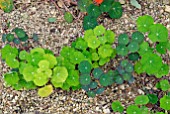 YOUNG LEAVES OF TROPAEOLUM MAJUS IN GRAVEL