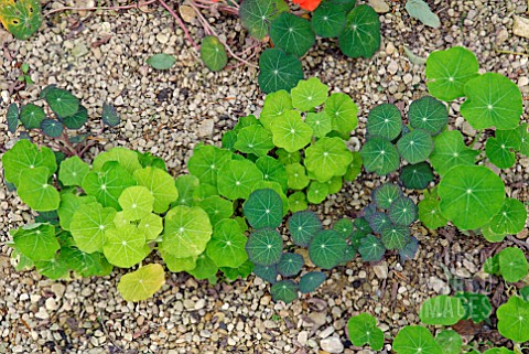 YOUNG_LEAVES_OF_TROPAEOLUM_MAJUS_IN_GRAVEL